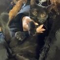 猫の里親募集