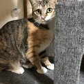 穏やかな縞三毛さんです♪