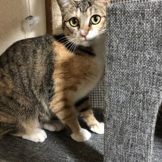 穏やかな縞三毛さんです♪