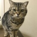 人間大好き　アメリカンショートヘア　メス　4歳　
