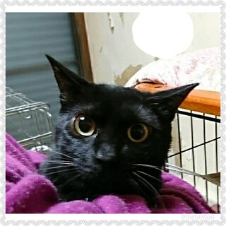 生後約10ヶ月★黒猫の男の子