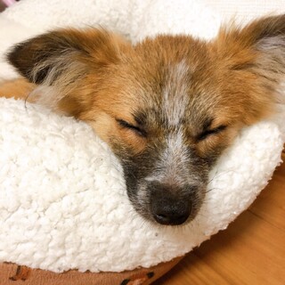 パピヨンミックス？パピチワ？チワヨン？