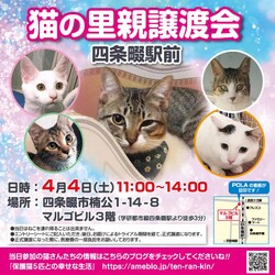 第2回　四條畷駅前　猫の譲渡会　延期決定
