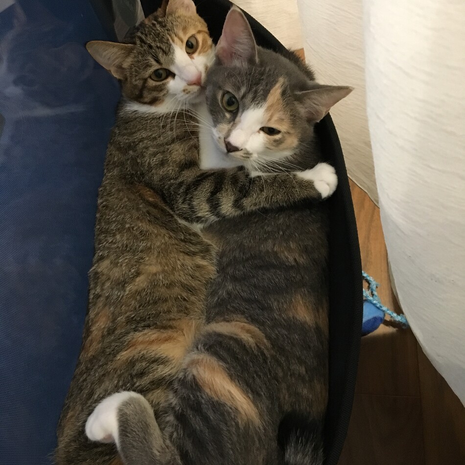 姫のカバー写真