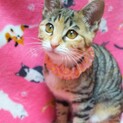 チョコちゃん(仮)〜キジミケの仔猫ちゃん〜