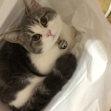 袋大好き