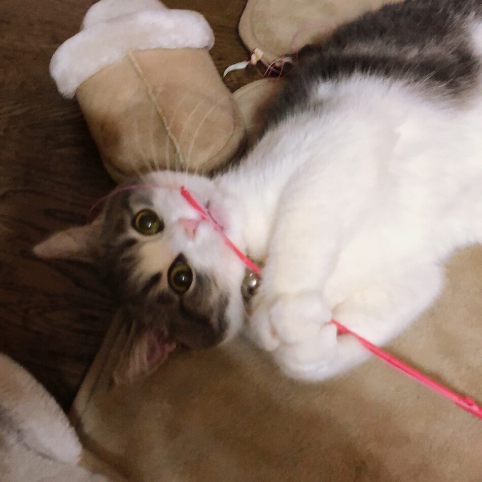 いえのカバー写真