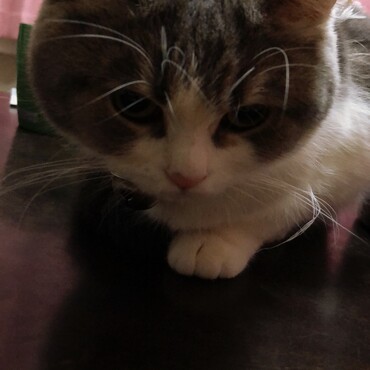鼻ぺちゃ