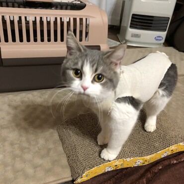 モジモジ君