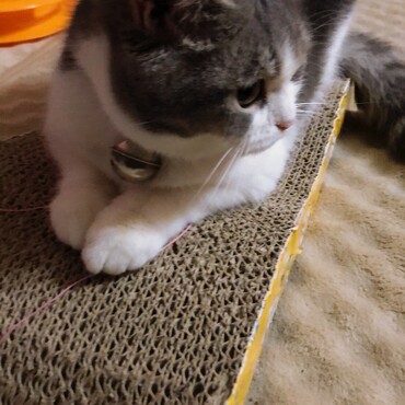 毎日爪とぎ