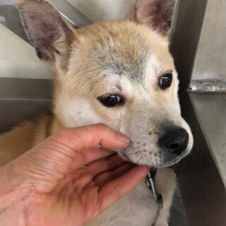 小さ目中型犬に成長中のふうが君