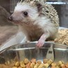 よつはいろは