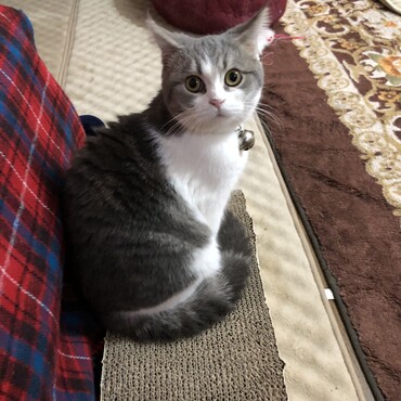 すまし顔