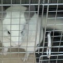 5ヶ月チンチラちゃんの里親募集