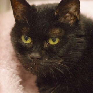 １４歳　黒猫　くみちゃん♀