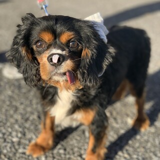 マイペースなゴンザレスくん　推定7才