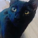 【助けて】黒猫の男の子。