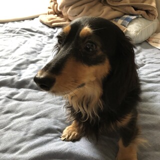 かわいいブラタン女の子です。