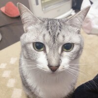 こなつ