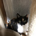 とても可愛い三毛さんです♪