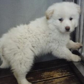 里親様に迎えられました。子犬♂382