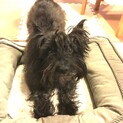 とってもかわいいケアンテリアです
