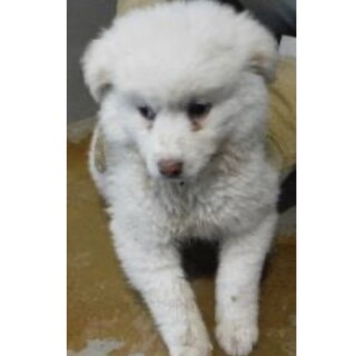 里親様に迎えられました。子犬♀383