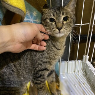 ビビりの美猫ちゃん