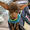ミニチュア・ピンシャー　オス　4か月