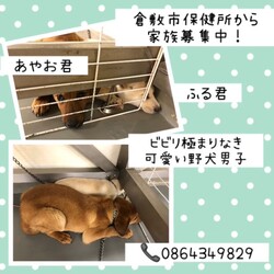 「ビビリの野犬だって→2頭とも譲渡決定！」サムネイル1