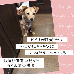 「ビビリの野犬だって→2頭とも譲渡決定！」サムネイル2