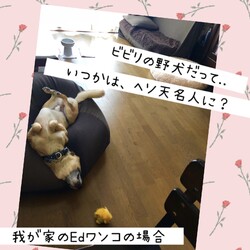 「ビビリの野犬だって→2頭とも譲渡決定！」サムネイル3