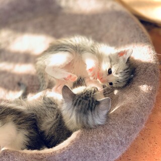 2020年2月19日生まれ　女の子　白とグレー