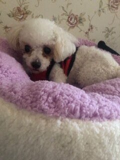 2歳 ビションフリーゼ 男の子 兵庫県 犬の里親募集 3052 ペットのおうち 月間利用者150万人