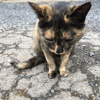 サビ猫♀