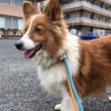 シェルティ系中型男の子・・ちょっぴり臆病。