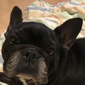 里親様が決まりました！