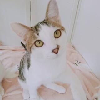 綺麗な仔「こころくん」♪