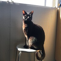 ヴィーチャ