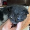 生後8ヶ月の兄妹猫 サムネイル6