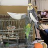 保護セキセイちゃんと