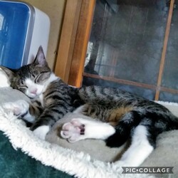 ３月３１日(火)　麻布十番ナイター里親会（ボランティアも募集中） サムネイル3