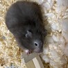 預かり中のセーブル♀ゴルハム