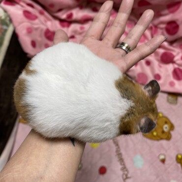 間もなく出産予定のノーマルバンデット♀