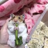 出産予定が近いノーマル♀の子供、同じく出産間近