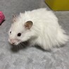アイボリーサテン長毛♂