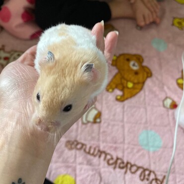 カラーゴルハム短毛♂