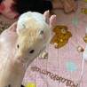 カラーゴルハム短毛♂