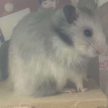 パンダみたいな長毛ゴルハム♂