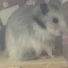 パンダみたいな長毛ゴルハム♂